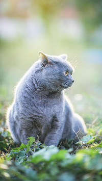 养猫小贴士