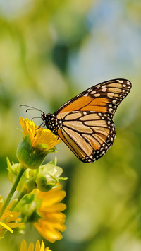 Formation of scales on butterfly wings 1