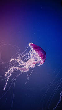 Jellyfish skin is jellyfish 51