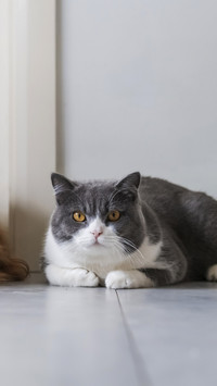 Cats are also very busy
