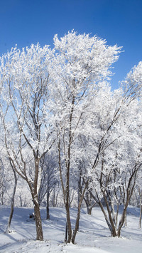 小雪