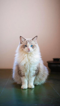 Will a cat hate you if it is given away