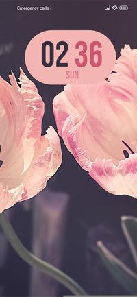 Tulips Garden