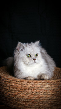 Things that cats cannot touch