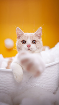 Why does my cat like to drink toilet water at home
