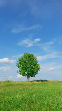Green grass and blue sky