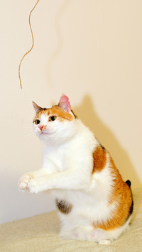 中华田园猫