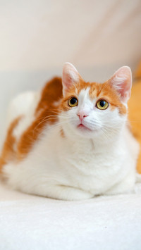 中华田园猫
