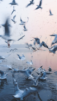 Seagulls in Yamuna River, Delhi