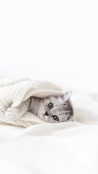 Cute Little Striped Scottish Fold Kitten Cat on White
