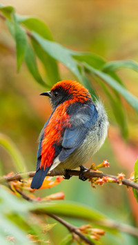 What is the red and blue colorblocking bird