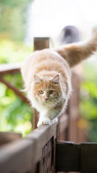 What to do if a cat doesnt like to take a shower