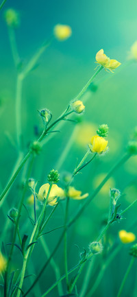 护眼植物壁纸-锐景创意