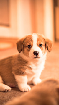 Little corgi 2