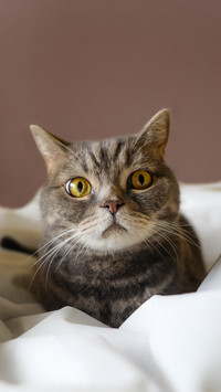 How to make cats stop scratching furniture 3