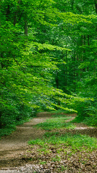 Forest Green Path