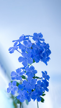 Flowers that will not bloom without fertilization