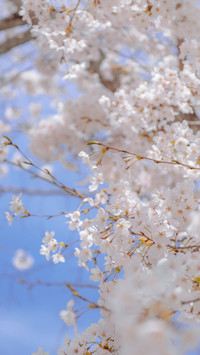 让你远离花粉过敏困扰