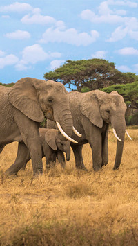 A group of elephants