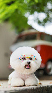 The zeitgeist of dog names 84