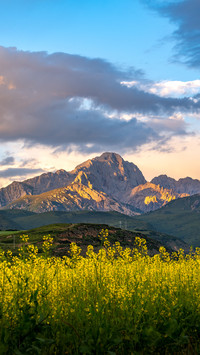 Rape flowers and the golden mountains bathed in sunlight
