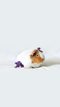 Teddy Guinea Pig with Flowers