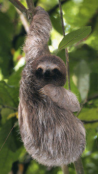 Hanging Three-toed Sloth