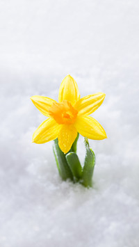 花绽雪中，静美如初