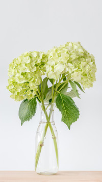 Natural flower material suitable for summer 6