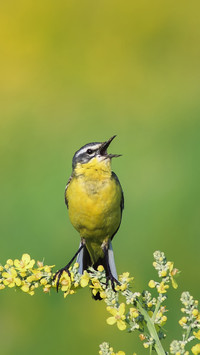 The secret of birds sleeping 2