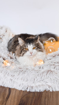 猫咪嗅觉和听力的秘密