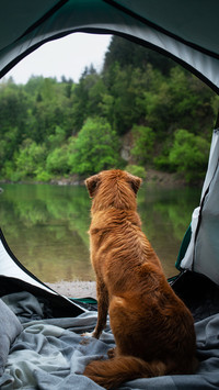 Cute Dog in Tent Looking at Rain