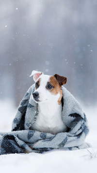 Dog sitting under the rug outdoors in the winter