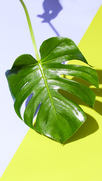 Net red green plant turtle backed bamboo 02
