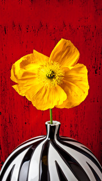 Yellow iceland poppy in striped vase