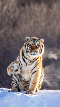 Cute animals-0