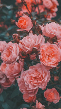 Roses Bloom. Vintage Mood