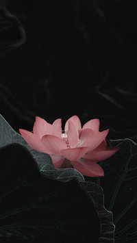 Lotus Blooming in the Lotus Leaves in Summer