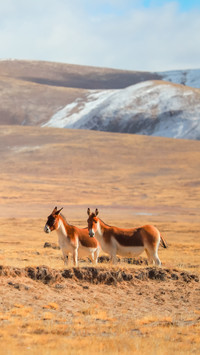 Tibetan wild donkey on the qinghai tibet plateau