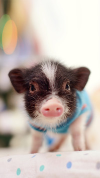 Mini pig youre driving the plugin 80