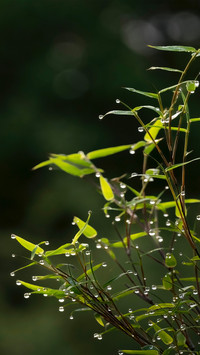 Nourished by rain and dew