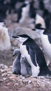 Pingu (1)