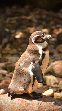 Pingu (6)
