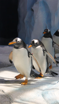 Pingu (7)