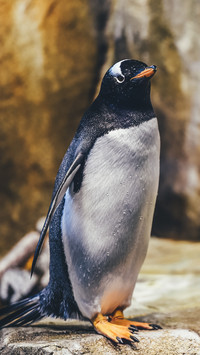 Pingu (3)