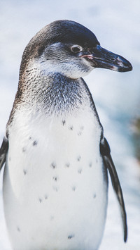 Pingu (4)