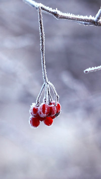 winter (8)