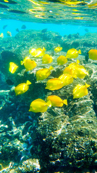 Hawaiian tropical parrotfish swims in salt