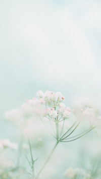 寻春