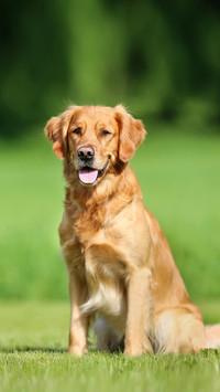 Dog206